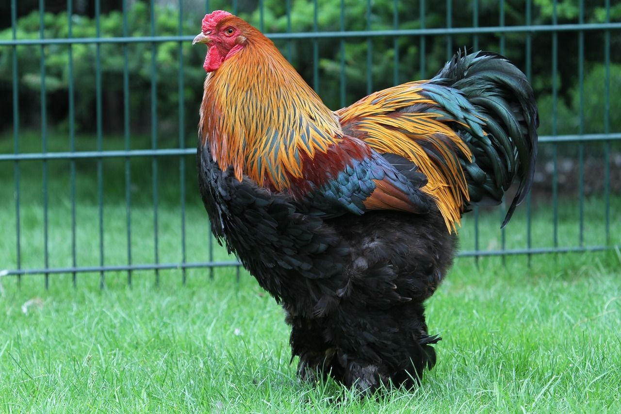 Brahma Chicken